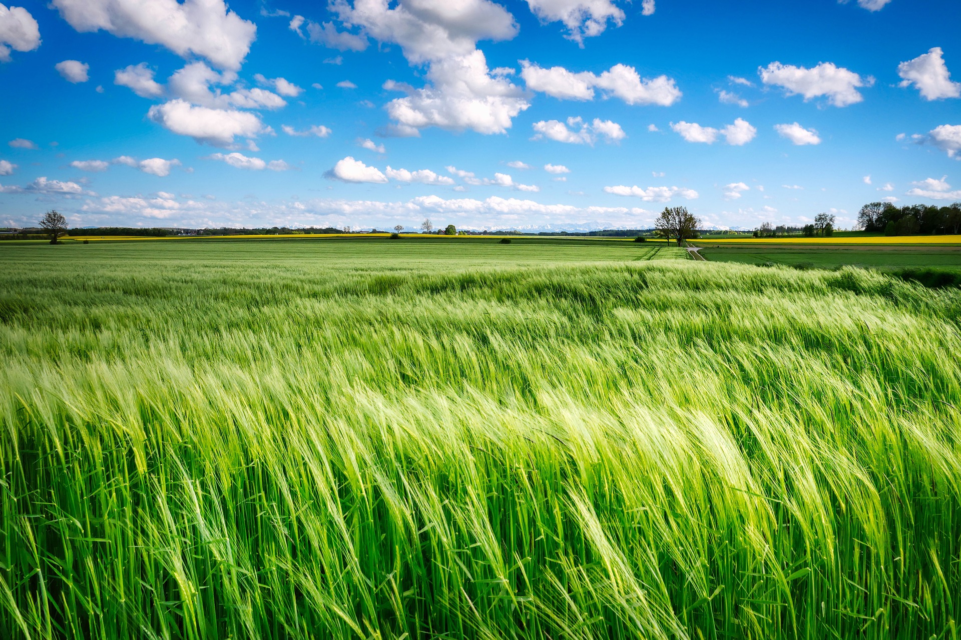 field-6289253_1920.jpg
